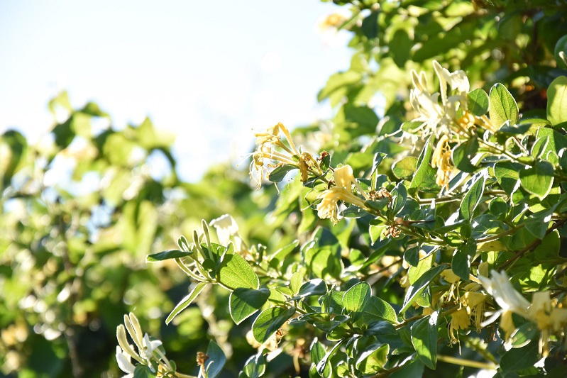 金銀花烘干除濕