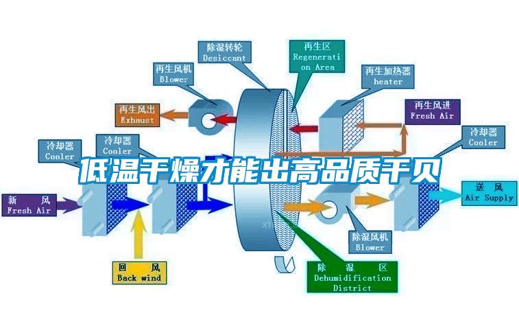 低溫干燥才能出高品質(zhì)干貝