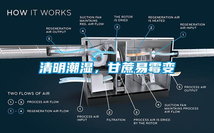 清明潮濕，甘蔗易霉變